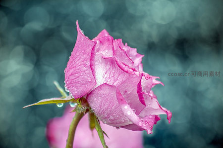 粉玫瑰晨露，柔光下的温柔绽放