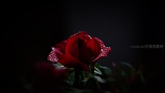 暗夜中的红玫瑰，水珠点缀如泪