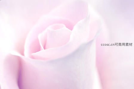 浅粉玫瑰微距特写，柔美花瓣纹理