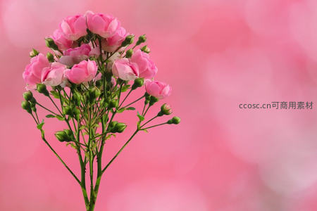 粉嫩玫瑰簇拥绽放，柔光梦幻背景