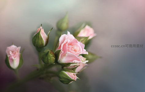 粉玫瑰花蕾初绽，朦胧光影温柔