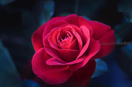 深邃夜色中绽放的玫红玫瑰