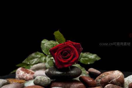 孤傲红玫瑰静卧于禅意石堆