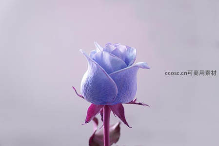 梦幻紫蓝色玫瑰花蕾静待绽放