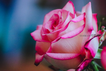 粉白渐变边缘的玫瑰特写