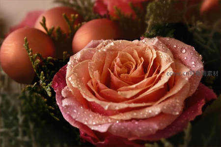 水珠点缀的粉红玫瑰特写