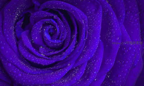 深紫色玫瑰花瓣上的水珠特写