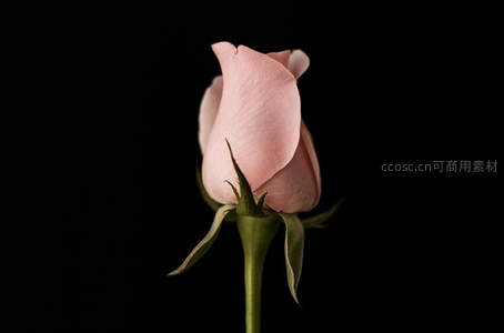 黑背景下含苞待放的粉玫瑰