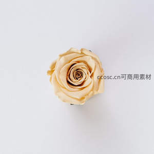 俯拍米黄色干玫瑰花