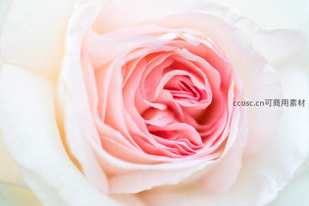 淡粉玫瑰花心绽放的柔情瞬间