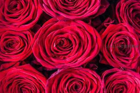 密集深红玫瑰组成的热情海洋