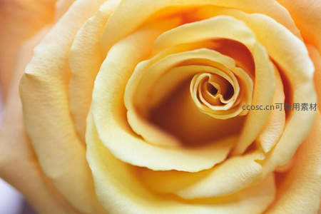 金黄玫瑰花蕊绽放的温暖时光