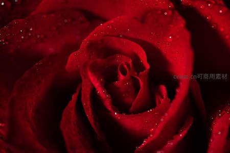 深红玫瑰缀满晨露的浪漫瞬间