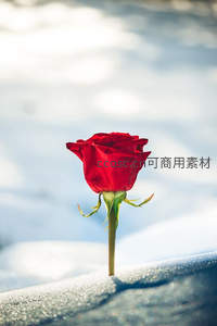 雪地孤枝红玫瑰的坚韧与希望