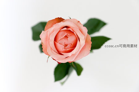 粉嫩玫瑰花绽放于纯白背景之上