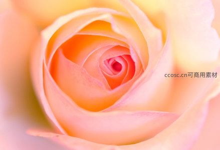 橙粉渐变玫瑰花蕊微距特写