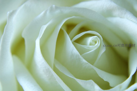洁白玫瑰花心纯净无瑕特写