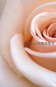 淡粉色玫瑰花瓣的细腻纹理特写