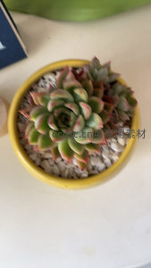 俯拍视角下的彩色多肉与鹅卵石盆景