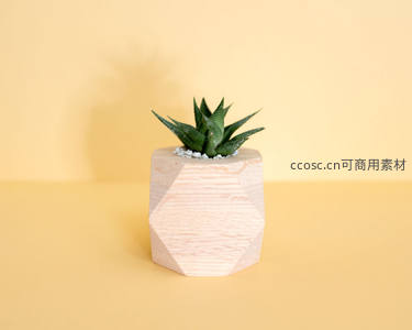 几何木盆中的条纹多肉简约静物