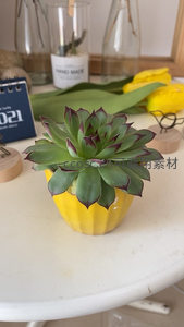 黄盆多肉植物静置于温馨桌面一角
