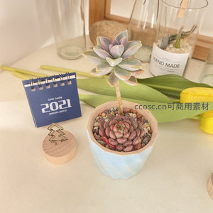 蓝色花盆多肉搭配2021日历的文艺场景