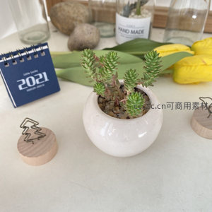 绿色多肉在白色圆盆中的清新特写