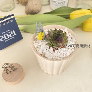 龙猫小摆件陪伴的紫色多肉盆栽