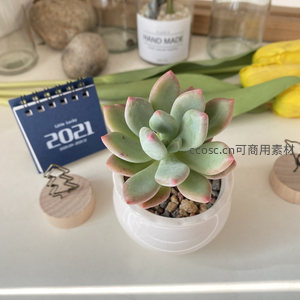 粉边绿叶多肉植物的柔美桌面特写