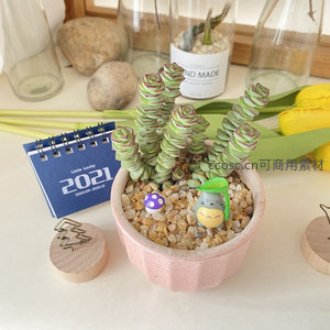 粉色花盆中的星乙女多肉与龙猫装饰