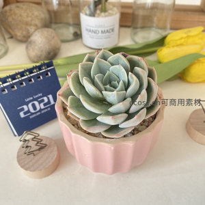 蓝绿色莲座状多肉在粉色花盆中的优雅姿态