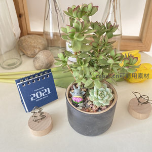 多肉盆栽与龙猫摆件的温馨桌面