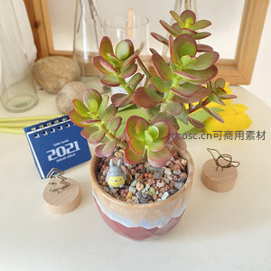 红边玉树盆栽配龙猫的精致角落