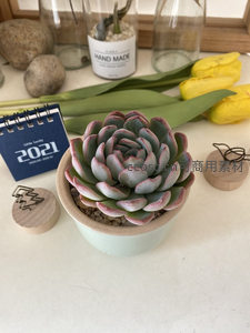 蓝粉边多肉的优雅静物特写