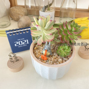 双色多肉与持伞龙猫的童话盆景