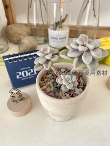 多肉植物静物摆拍，桌面绿意盎然