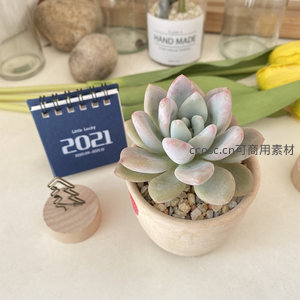 淡雅多肉特写，叶片粉嫩如玉