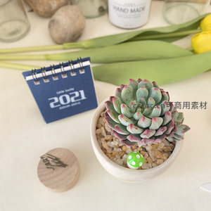 红尖多肉配蘑菇摆件，清新可爱