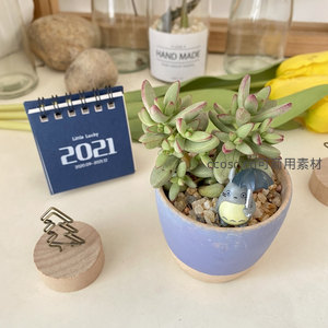 萌趣多肉盆栽，龙猫小摆件相伴