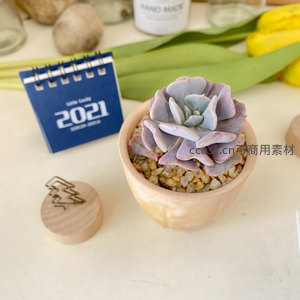 紫蓝多肉绽放，桌面文艺角落