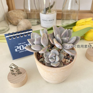 灰紫色多肉群生，质感细腻优雅