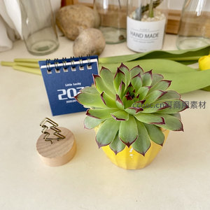 红边绿叶多肉在黄色花盆中绽放