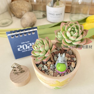 双生多肉盆栽配龙猫玩偶萌趣十足