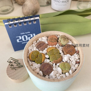 生石花多肉如宝石般镶嵌于白石间