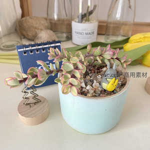 彩叶树状多肉与龙猫共度悠闲时光