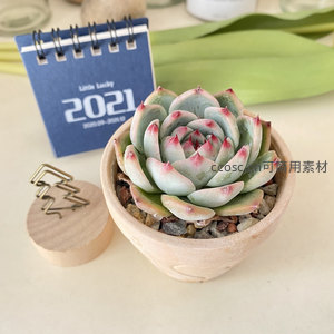 粉尖蓝绿多肉如玫瑰绽放于陶盆