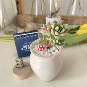 多肉盆栽配小蘑菇装饰，桌面清新绿意