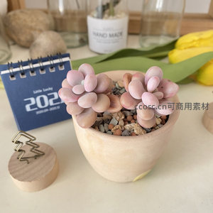 粉色丸叶多肉盆栽，简约木质桌面点缀