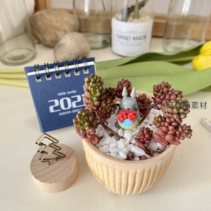 红果龙爪多肉配龙猫摆件，童趣盎然