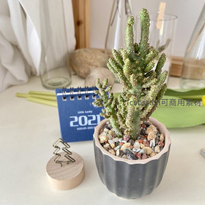 绿色仙人掌盆栽，现代感灰色花盆搭配